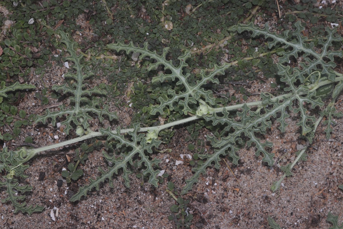 Citrullus colocynthis (L.) Schrad.